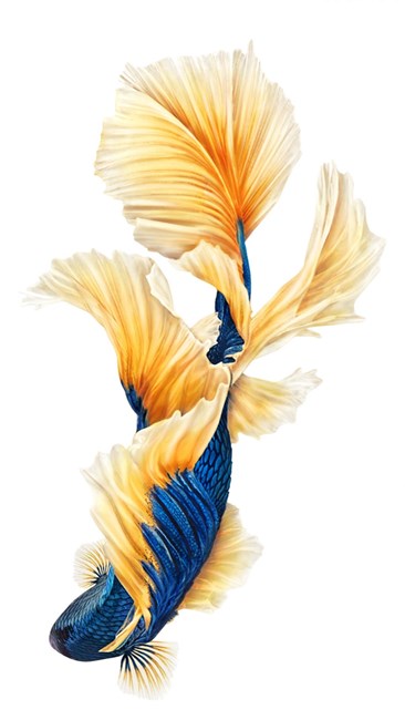 传说中的iphone 6s鲤鱼壁纸