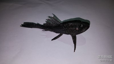清道夫
