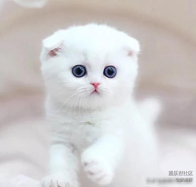 小可爱