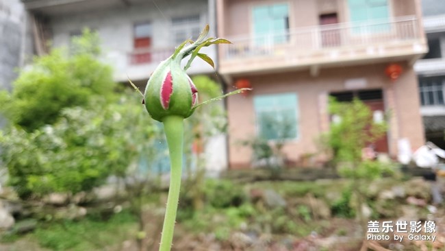 乡间玫瑰