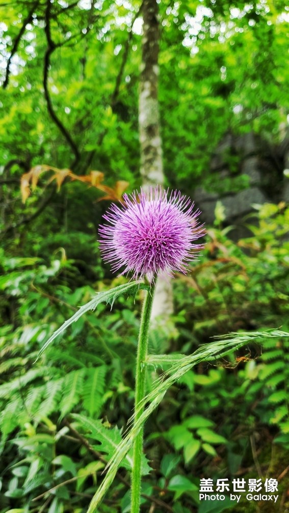 野外的一些花草