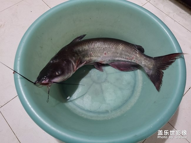 剑骨鱼