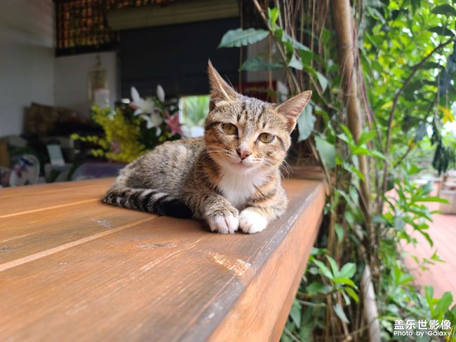 茶园里的狸花猫,安逸的表情