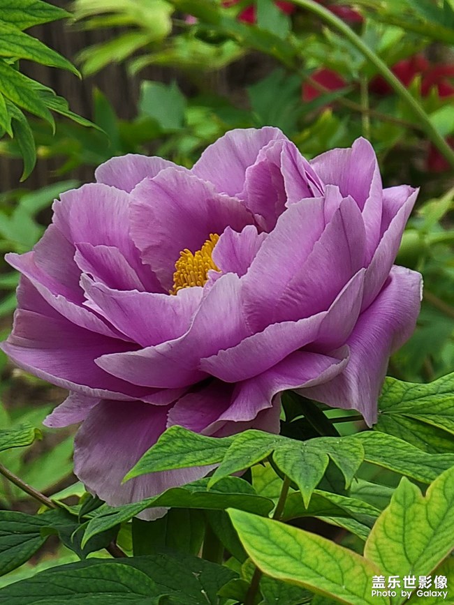 牡丹花