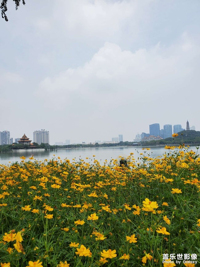 51顺峰山公园花海