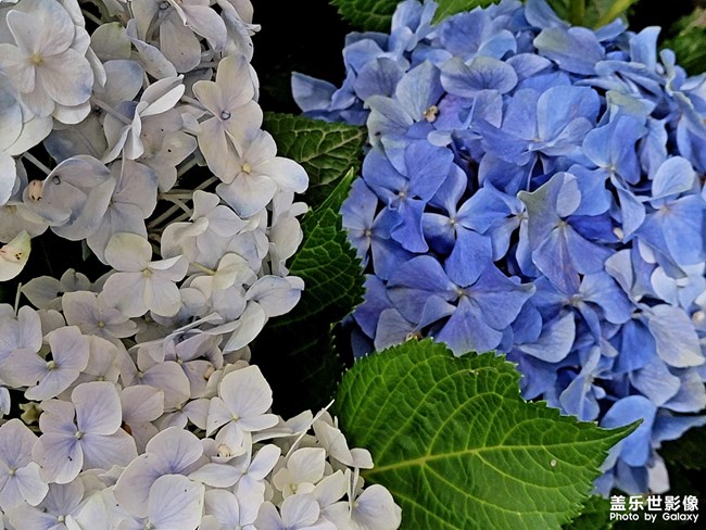 随手拍花