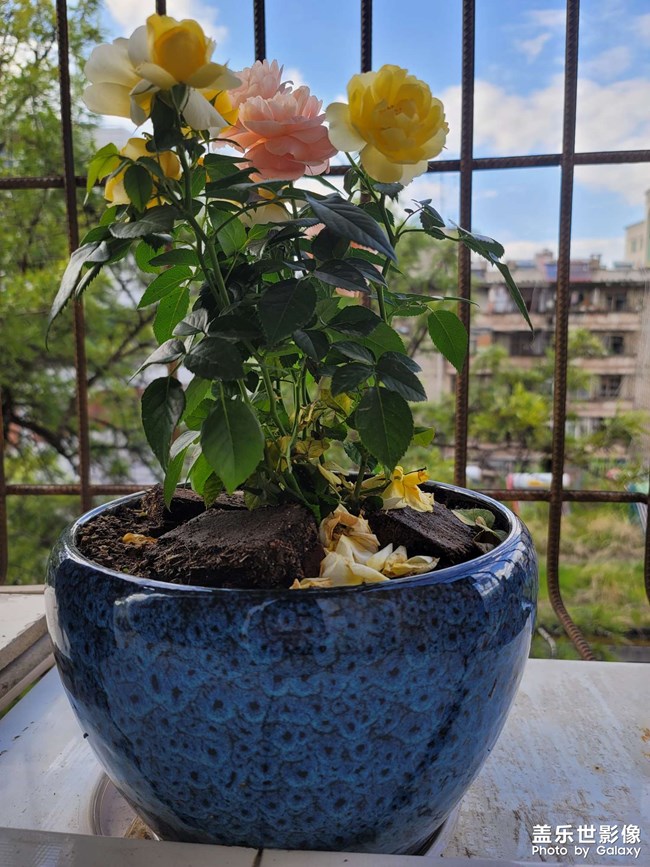 五彩月季