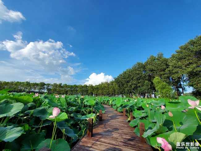 铁岭莲花湿地公园