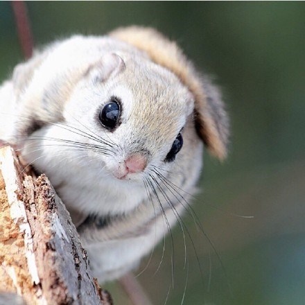 siberian flying squirrel 西伯利亚鼯鼠,好可爱!