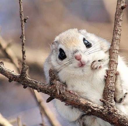 siberian flying squirrel 西伯利亚鼯鼠,好可爱!