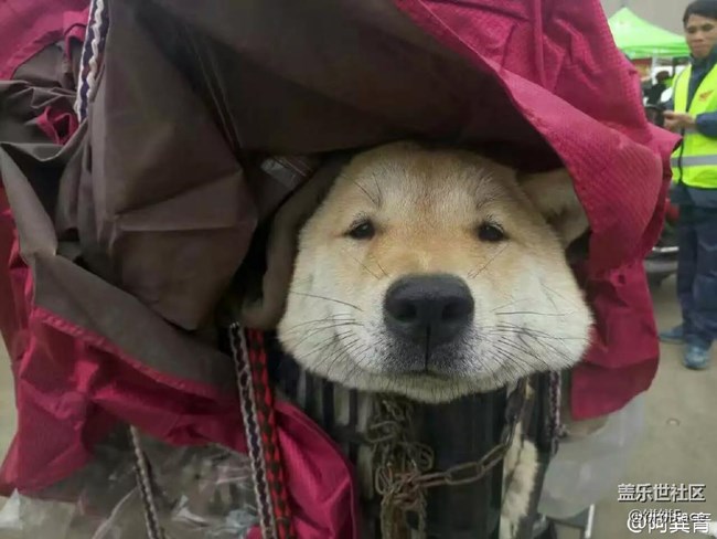 蒺藜在春风中骀荡:来回这样脑子不会被冻成智障么[doge] @cwh胖胖