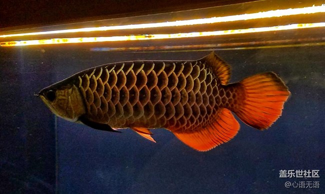 dell博士定名;1933年法国鱼类学家鲁告蓝博士 在越南发现宝石红龙鱼