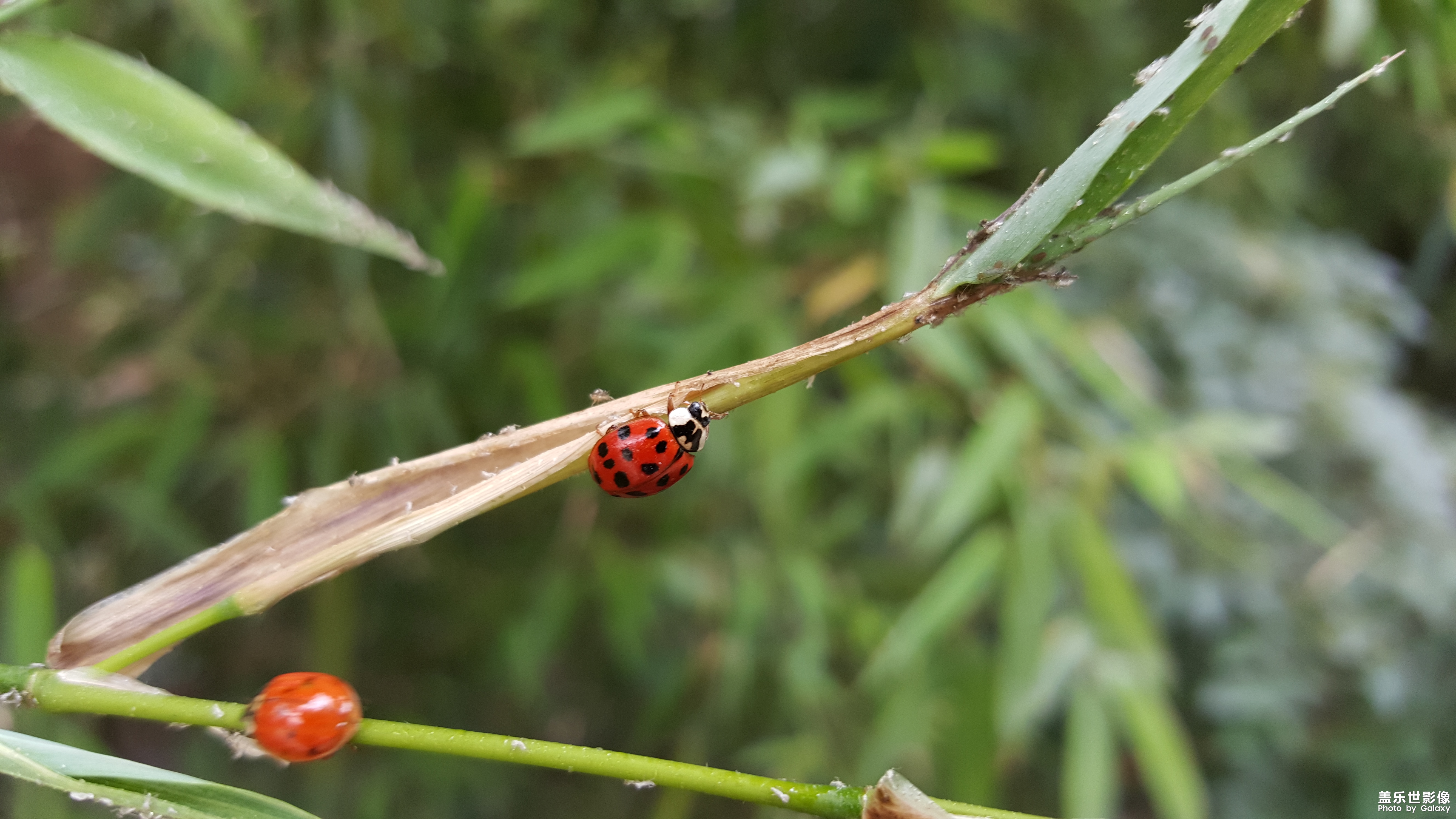 拍才知道 微观世界-昆虫