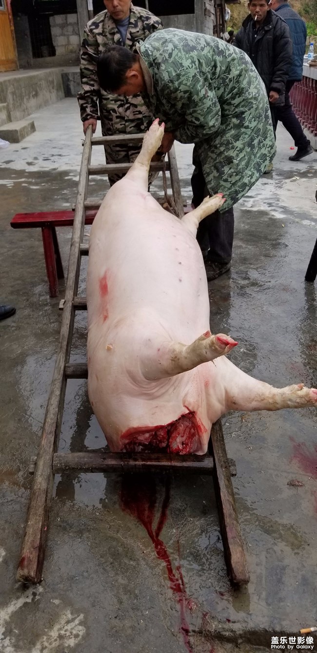 杀年猪了.