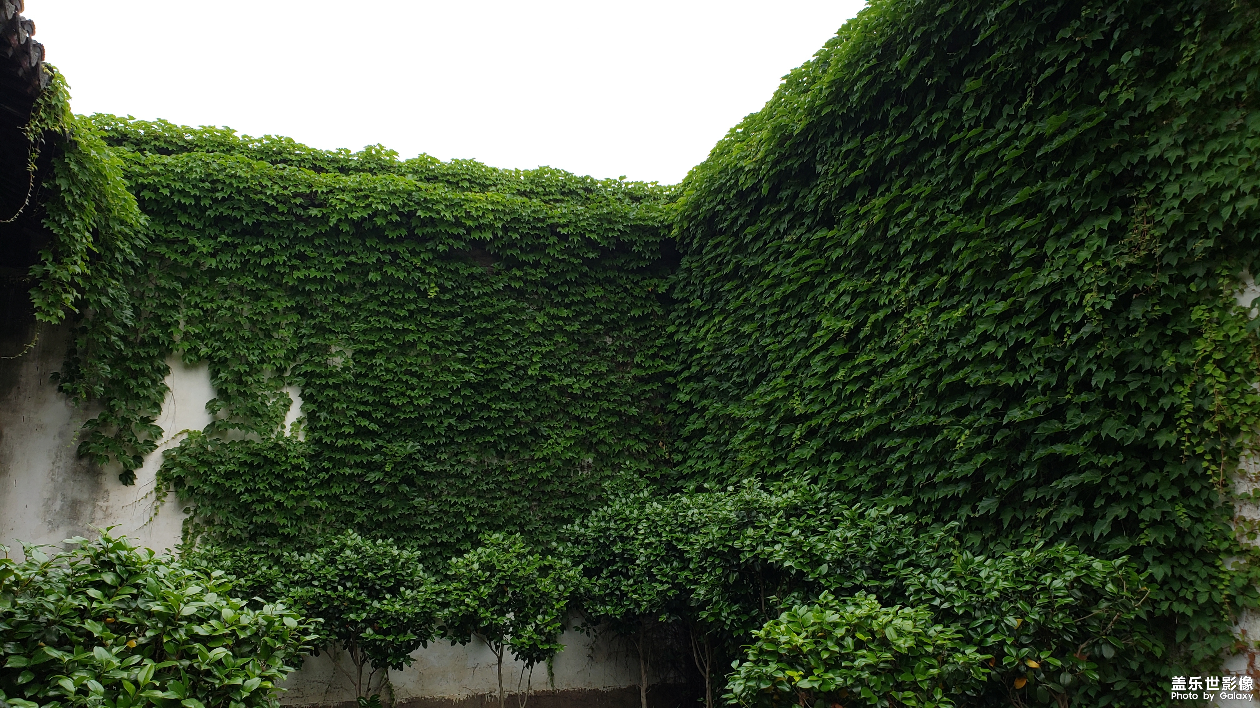 【中国最美瞬间】 一片绿荫