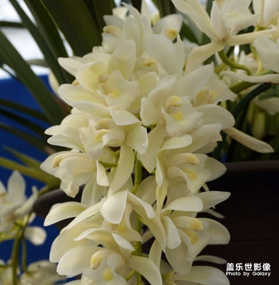 【中国最美瞬间】 冰瀑蕙兰