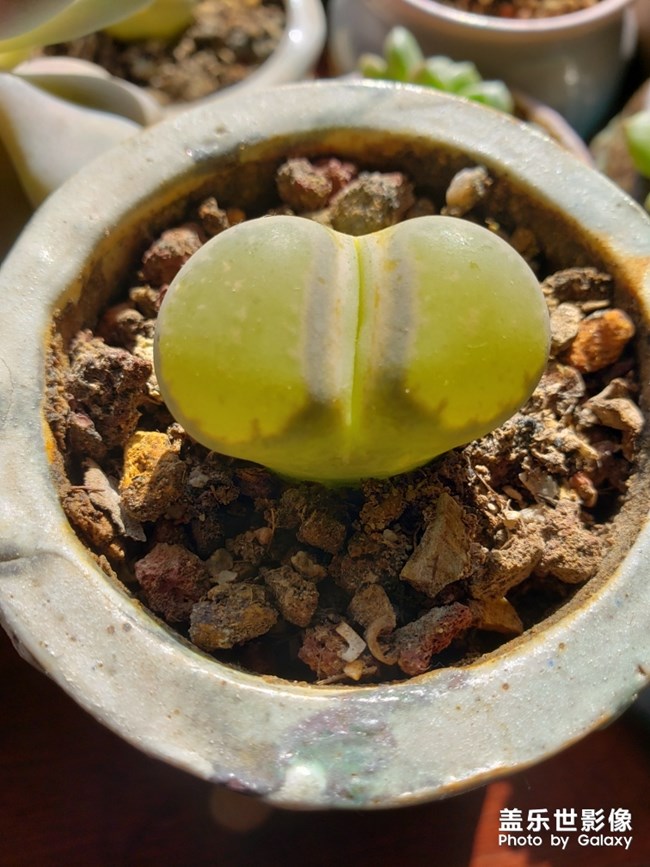 生石花