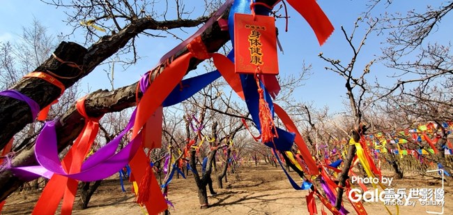 相约大雁滩最美杏花节