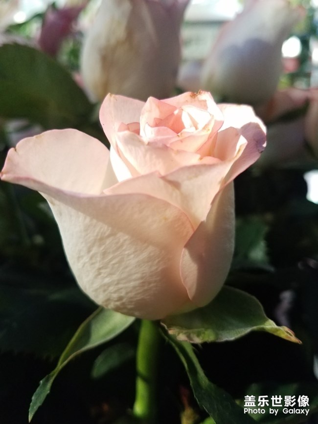 花花草草之 美丽的粉月季