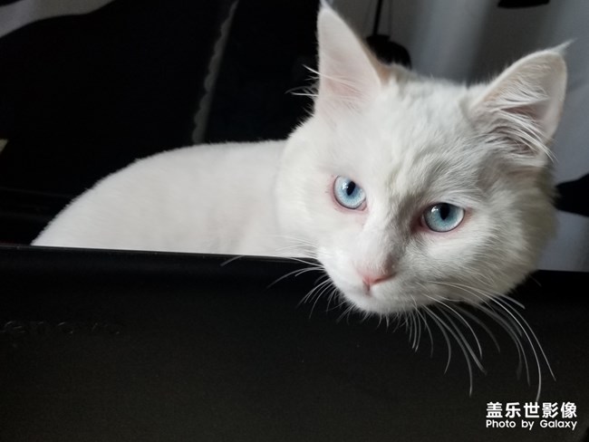 蓝眼白猫