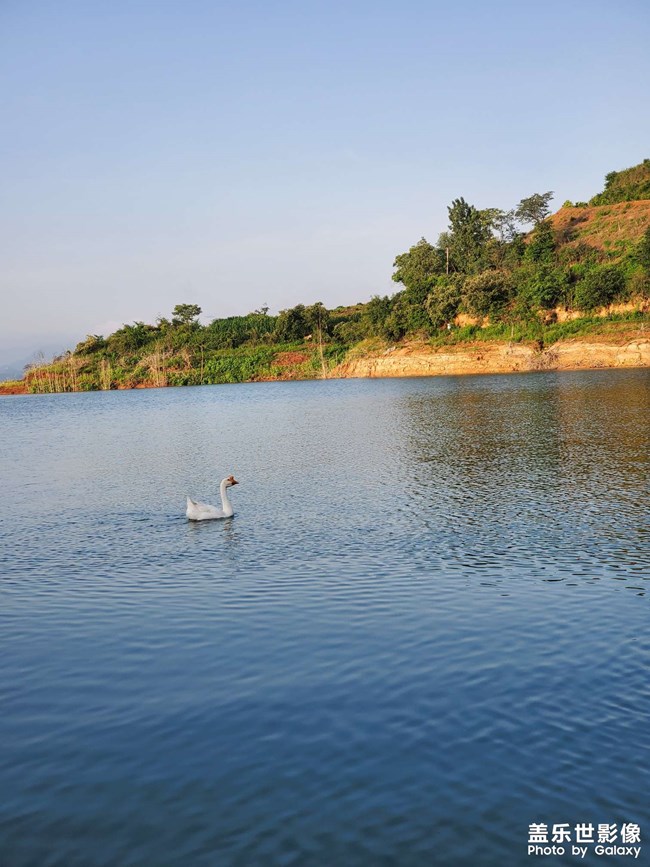 汉江河中的孤鹅