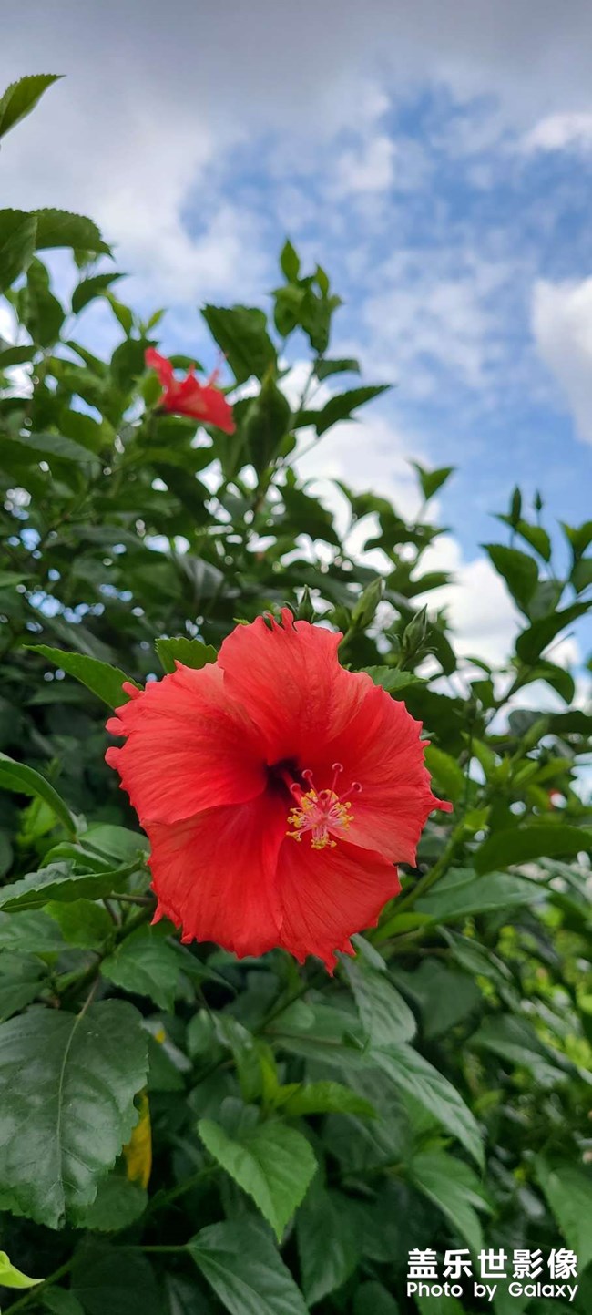 【角度与视觉】 随拍红花绿叶水珠子