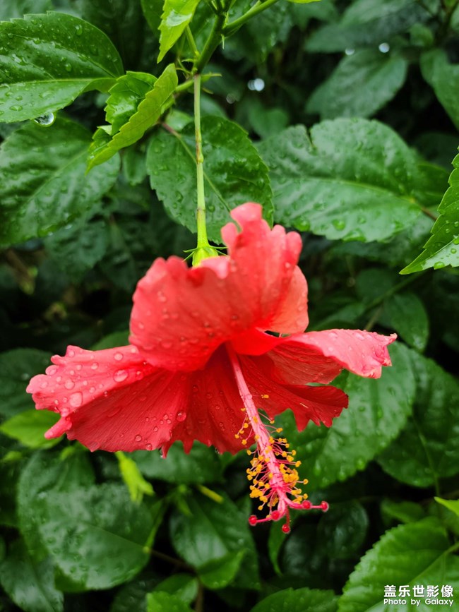 【角度与视觉】 随拍红花绿叶水珠子