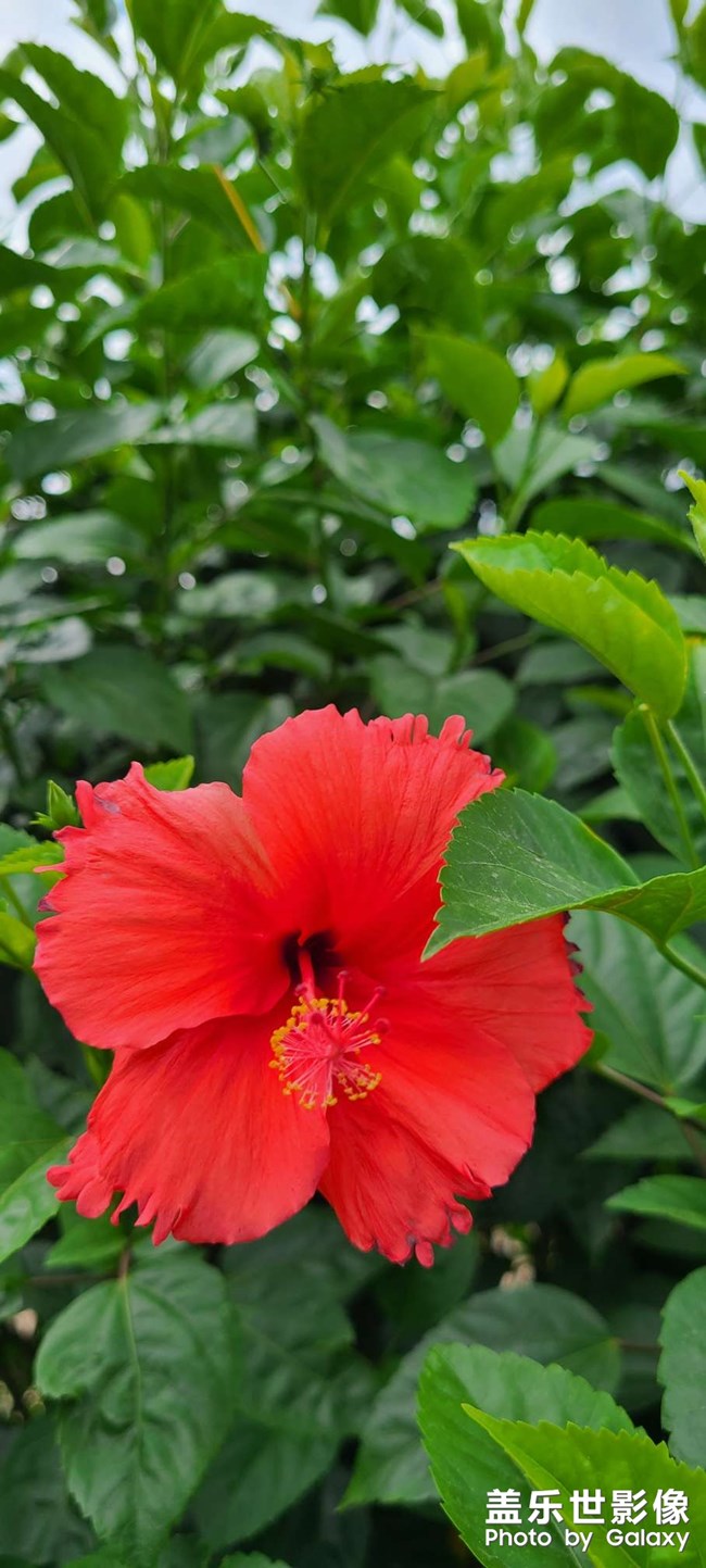 【角度与视觉】 随拍红花绿叶水珠子