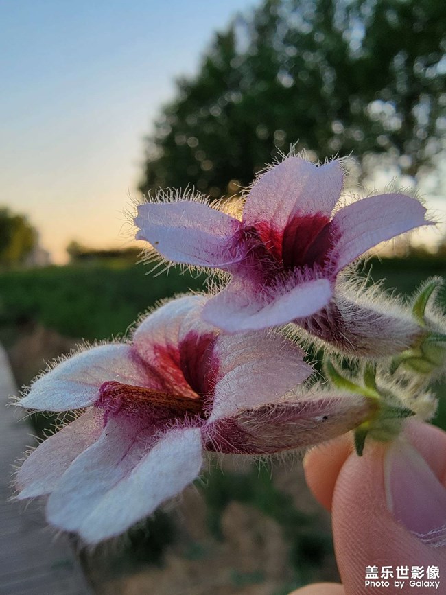 这个喇叭头草叫什么名字?