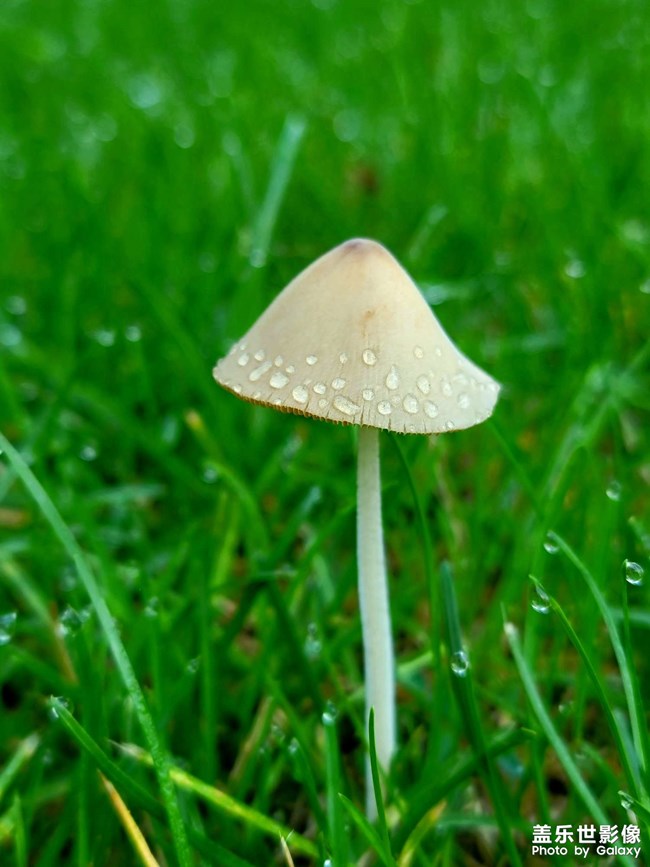 送你一把小雨伞